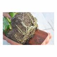 Load image into Gallery viewer, Fine Potassium Polymer Granules for Soil Vitality Boost - 40 lb
