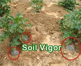 Load image into Gallery viewer, SOIL VIGOR: 5-10 MESH ( LARGE SIZE ), 20 LBS.
