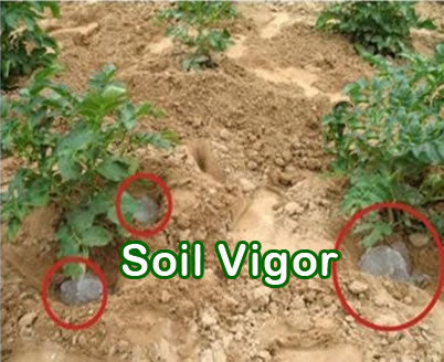 SOIL VIGOR: 5-10 MESH ( LARGE SIZE ), 40 LB